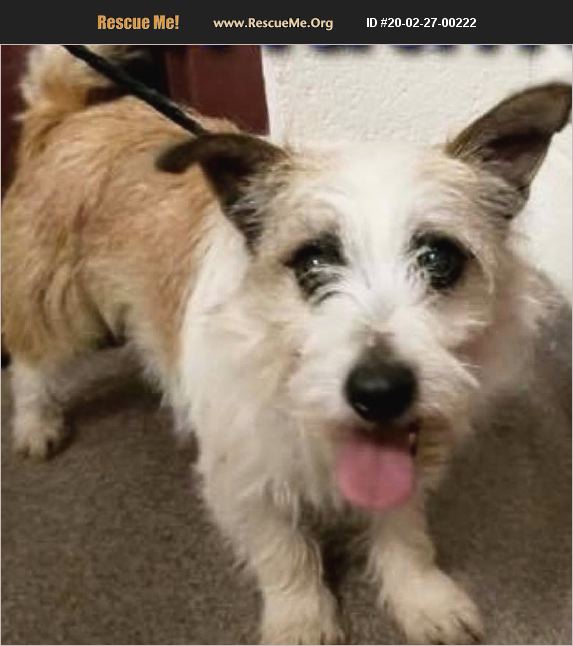 ADOPT 20022700222 Norfolk Terrier Rescue Cary, NC