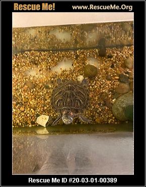 - Washington Reptile/Amphibian Rescue - ADOPTIONS - Rescue Me!