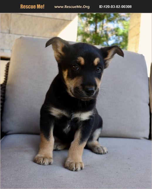 ADOPT 20030200308 Schipperke Rescue San Antonio, TX