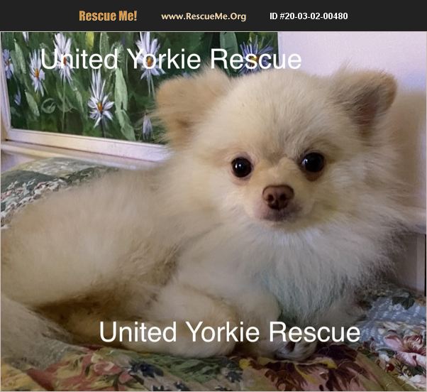 ADOPT 20030200480 Pomeranian Rescue Leesburg, FL