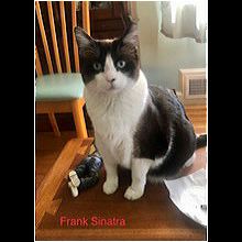 Ohio Snowshoe Rescue Adoptions Rescue Me