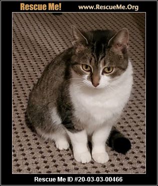 Ohio Maine Coon Rescue Adoptions Rescue Me
