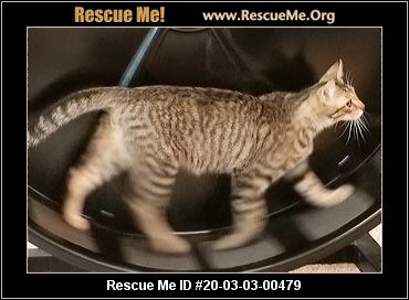 Ohio Maine Coon Rescue Adoptions Rescue Me