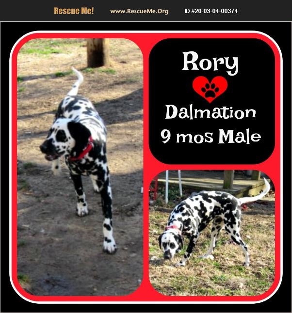 rescue tales adoptable pet dalmatian