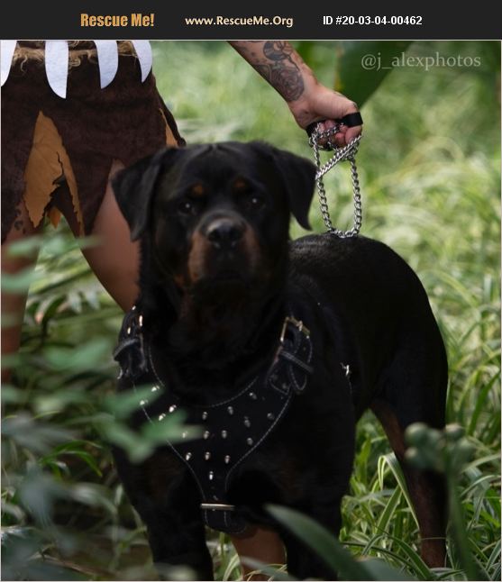 rescue tales rottweiler