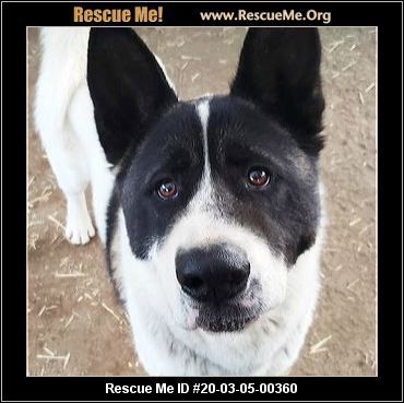 - California Akita Rescue - ADOPTIONS - Rescue Me!