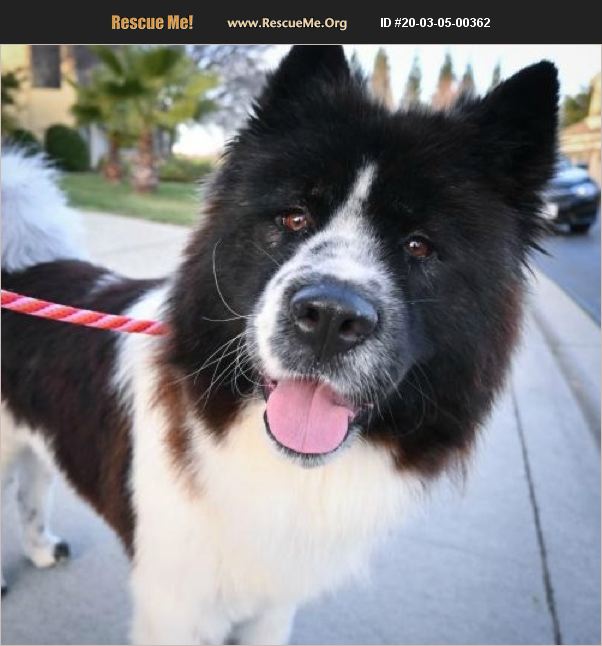 ADOPT 20030500362 ~ Akita Rescue ~ Romoland, CA