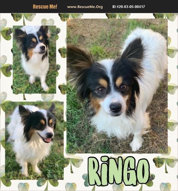 ADOPT 20030500417 Papillon Rescue Houston, TX