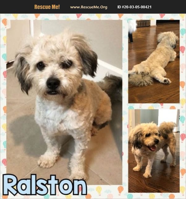 ADOPT 20030500421 Lhasa Apso Rescue Houston, TX