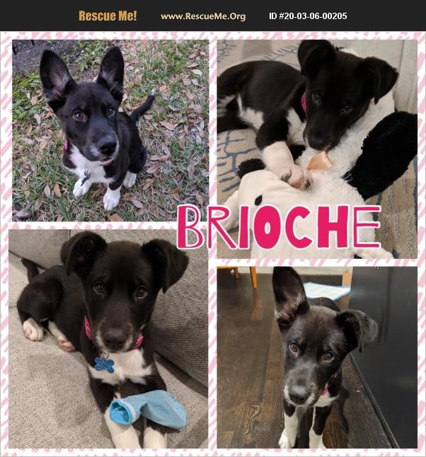 ADOPT 20030600205 Border Collie Rescue Houston, TX