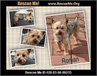 - Illinois Yorkie Rescue - ADOPTIONS - Rescue Me!