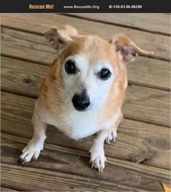 ADOPT 20030600290 Dachshund Rescue Bradenton, FL