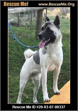 - California Akita Rescue - ADOPTIONS - Rescue Me!