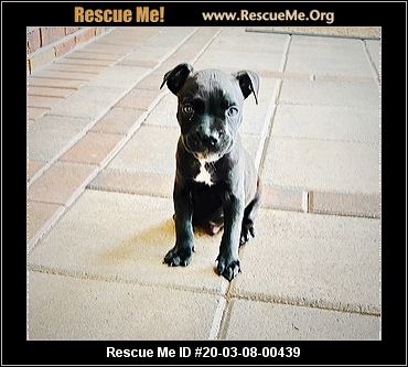 - Florida Dog Rescue - ADOPTIONS - Rescue Me!