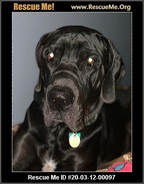 Ohio Great Dane Rescue Adoptions Rescue Me
