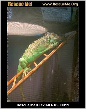 - Washington Reptile/Amphibian Rescue - ADOPTIONS - Rescue Me!