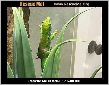 - Washington Reptile/Amphibian Rescue - ADOPTIONS - Rescue Me!