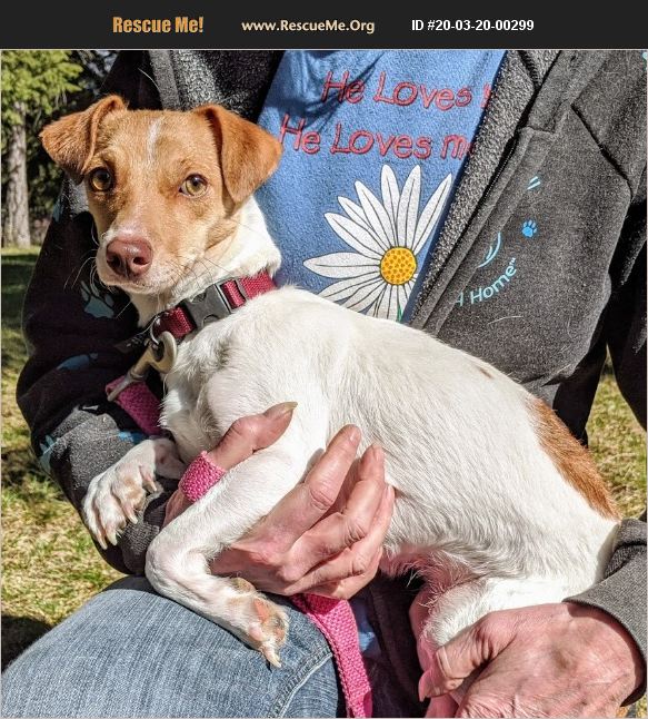 ADOPT 20032000299 Jack Russell Rescue Thompson Falls, MT