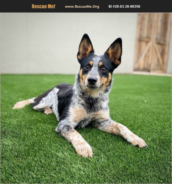 ADOPT 20032000350 Australian Cattle Dog Rescue Fredericksburg, TX
