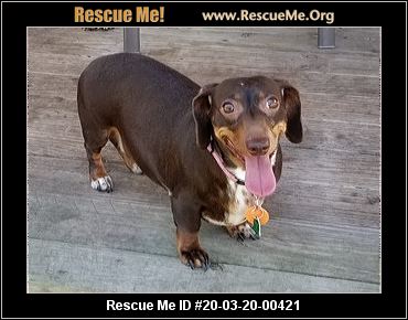 Florida Dachshund Rescue ADOPTIONS Rescue Me