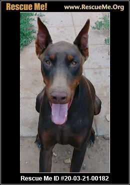 doberman surrender