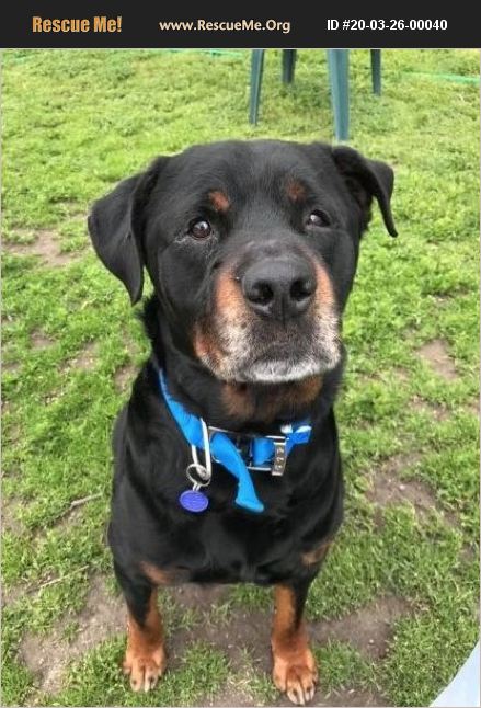 rescue tales rottweiler