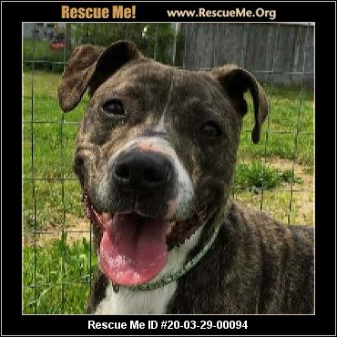 - Ohio Dog Rescue - ADOPTIONS - Rescue Me!