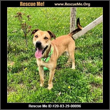 - Ohio Dog Rescue - ADOPTIONS - Rescue Me!