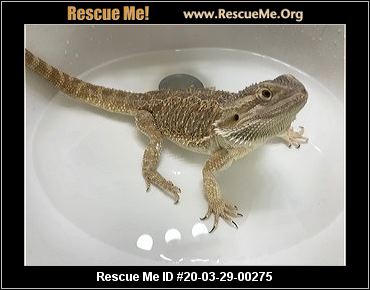 - Oregon Reptile/Amphibian Rescue - ADOPTIONS - Rescue Me!
