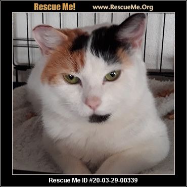 WASHINGTON CAT RESCUE visual data 2