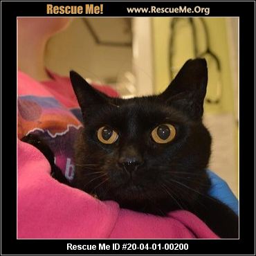 - Virginia Cat Rescue - ADOPTIONS - Rescue Me!