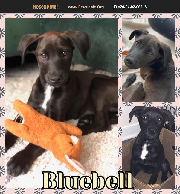 ADOPT 20040200213 Whippet Rescue Houston, TX