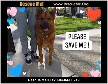 California German Shepherd Rescue Adoptions Rescue Me
