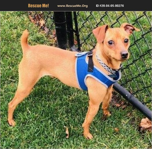 ADOPT 20040500276 Miniature Pinscher Rescue Lisbon, IA