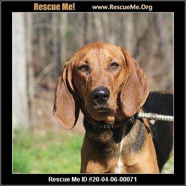 - Virginia Dog Rescue - ADOPTIONS - Rescue Me!