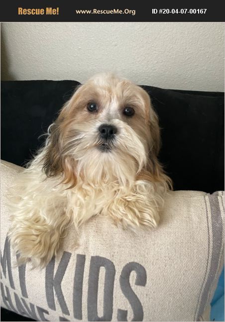 ADOPT 20040700167 ~ Shih Tzu Rescue ~ Hesperia , CA