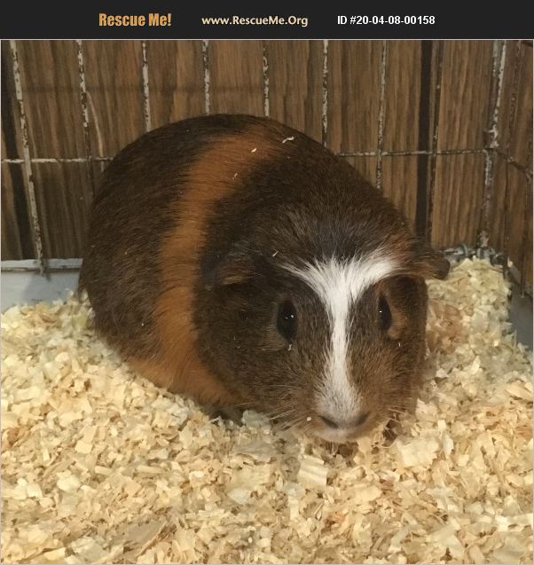 ADOPT 20040800158 Small Mammal Rescue Munster, IN