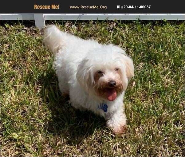 ADOPT 20041100037 Maltese Rescue Cape Coral, FL