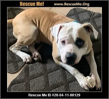 - Michigan Dog Rescue - ADOPTIONS - Rescue Me!