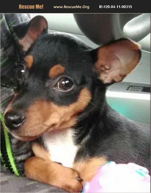 ADOPT 20041100315 Miniature Pinscher Rescue Jeffersonville, KY, NY