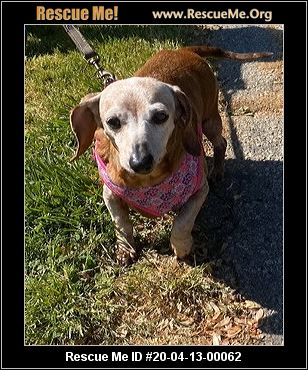 - Georgia Dog Rescue - ADOPTIONS - Rescue Me!