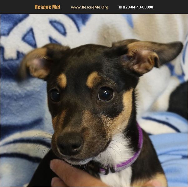 ADOPT 20041300098 Chihuahua Rescue Wilmington, NC