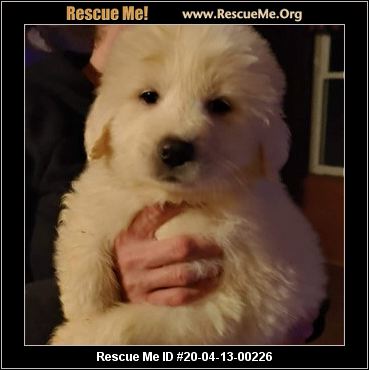 - Ohio Dog Rescue - ADOPTIONS - Rescue Me!