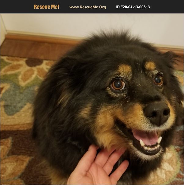 ADOPT 20041300313 Australian Shepherd Rescue Spokane, WA