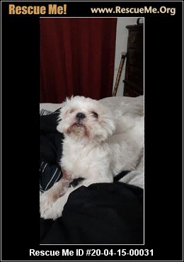 shih tzu rescue new mexico