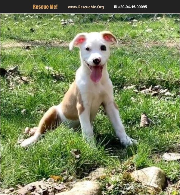 ADOPT 20041500095 Boxer Rescue Batavia, IL