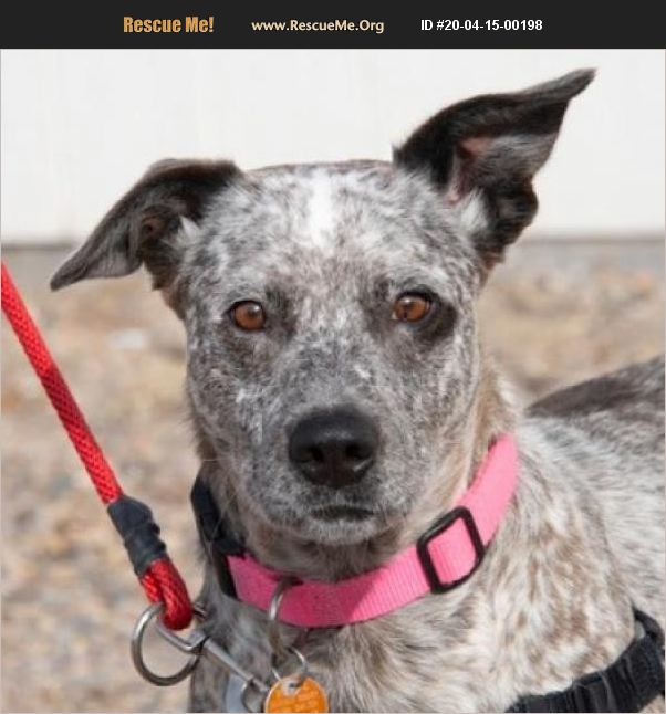 ADOPT 20041500198 Australian Cattle Dog Rescue Colorado Springs, CO
