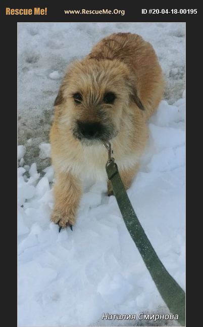ADOPT 20041800195 ~ Welsh Terrier Rescue ~ Brookline, MA