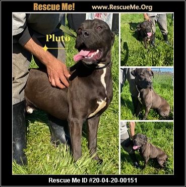 amstaff rescue near me