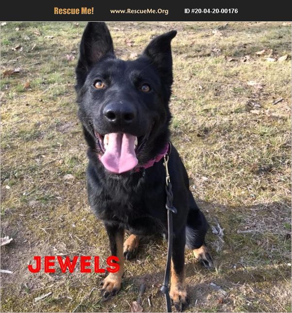 ADOPT 20042000176 German Shepherd Rescue Bedford, NY